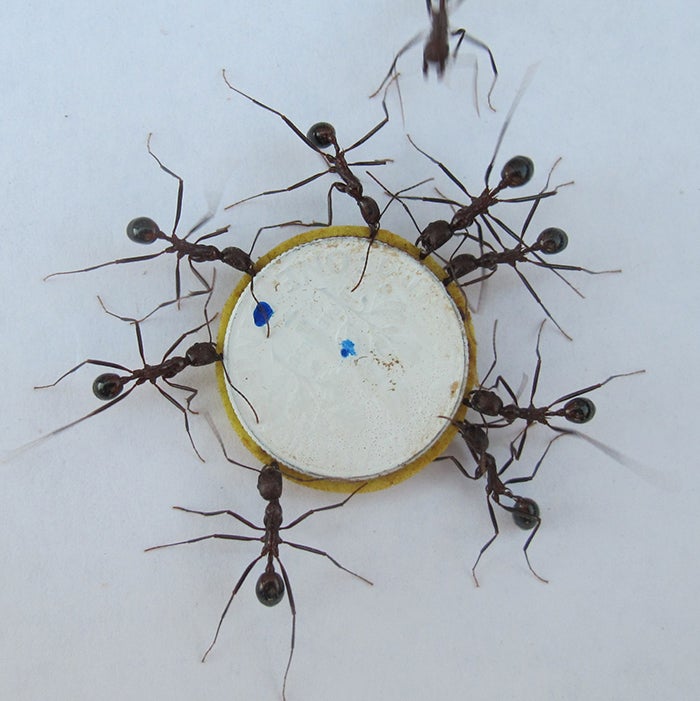 A team of eight ants (Novomessor cockerelli) cooperatively transport a artificial load.