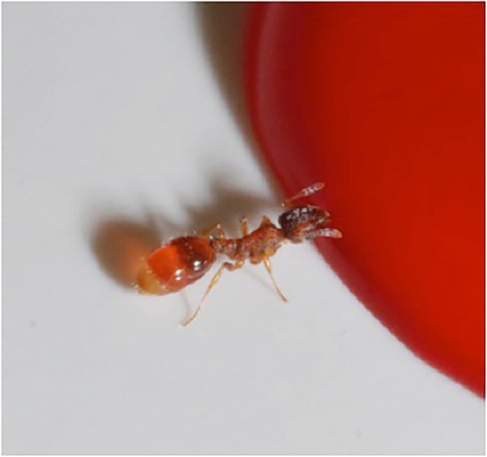 Temnothorax forager eating dyed food, to aid in tracking of food through colony