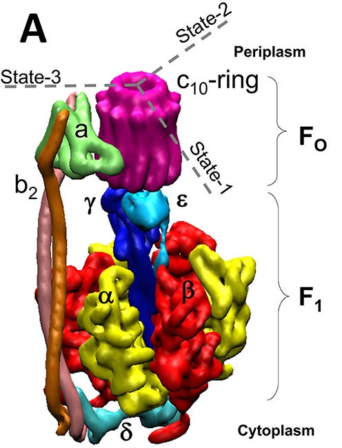 image of the FoF1 ATP synthase from E. coli