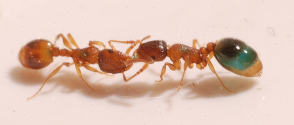 Temnothorax ants engaged in trophallaxis (food exchange)