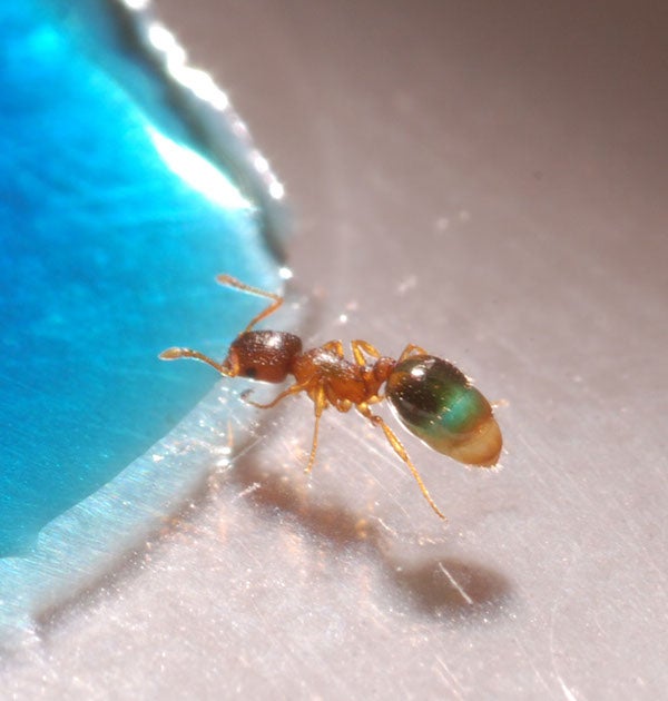 Temnothorax ant forager drinking colored sugar water