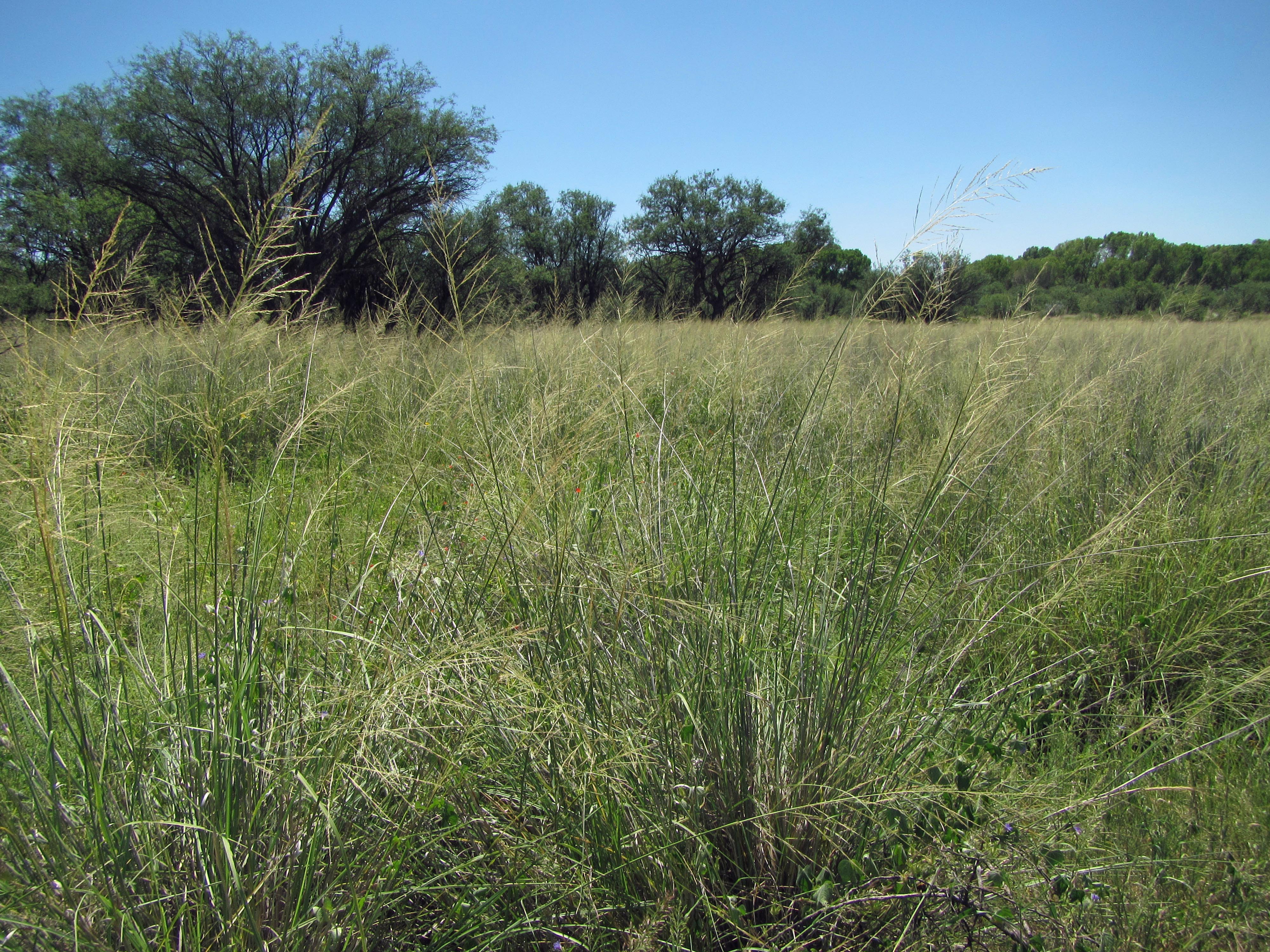 Sacaton grassland, San Pedro Riparian National Conseration Area,