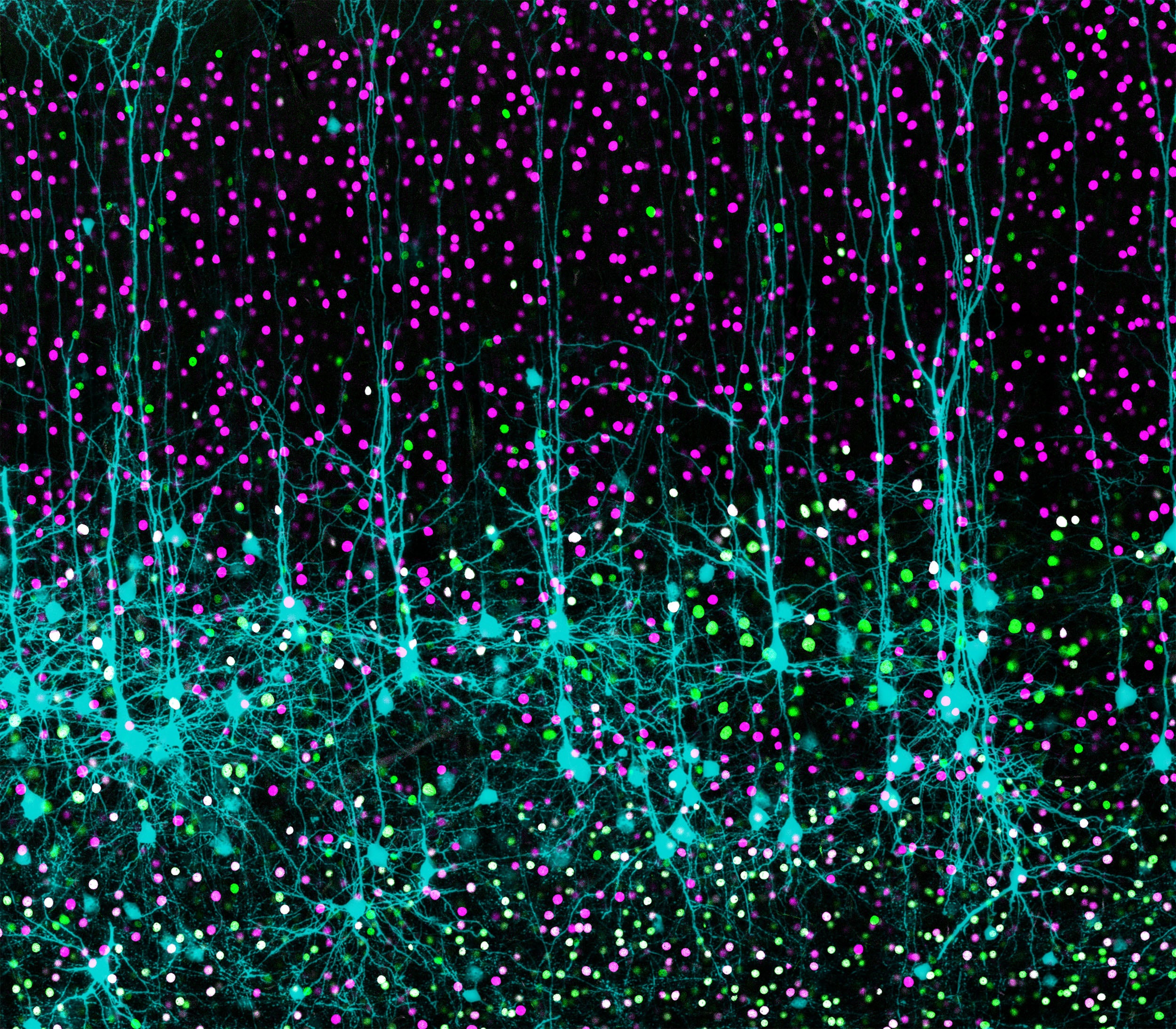 Layer 5 Neurons.jpg