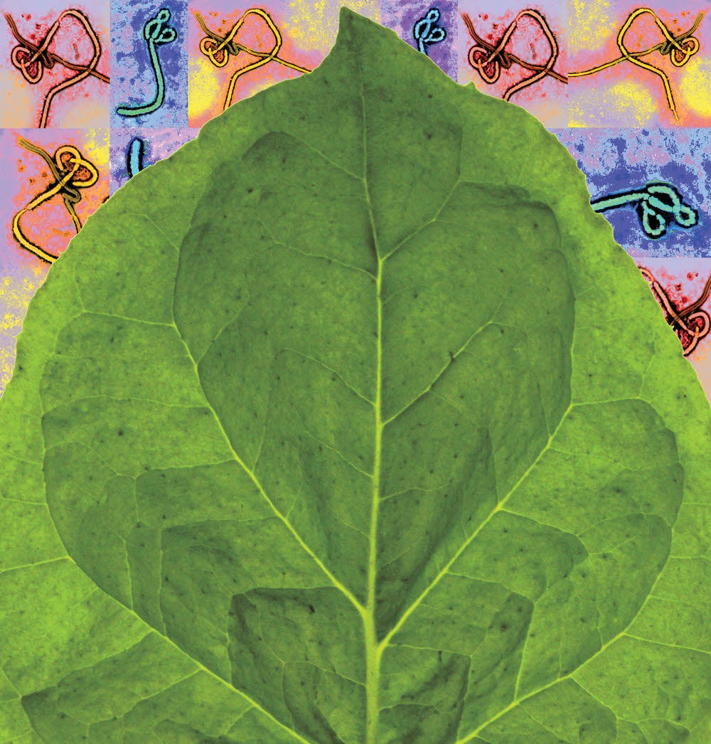 Tobacco Leaf superimposed on images of the Ebola Virus