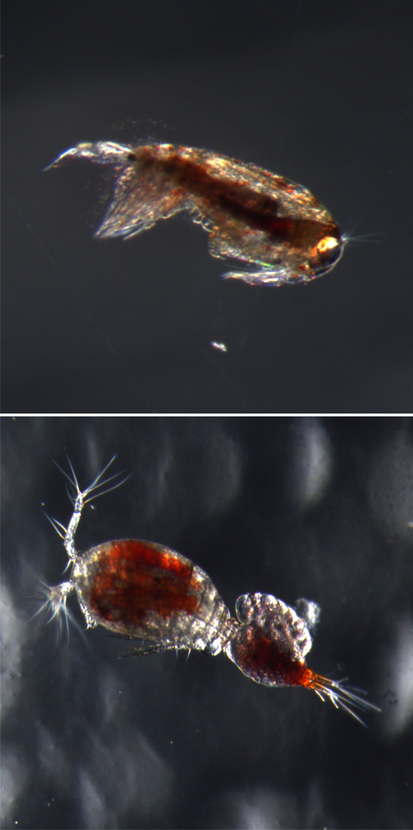 Two cyclopoid copepods