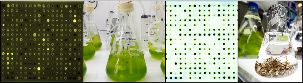 Algal Biotechnology