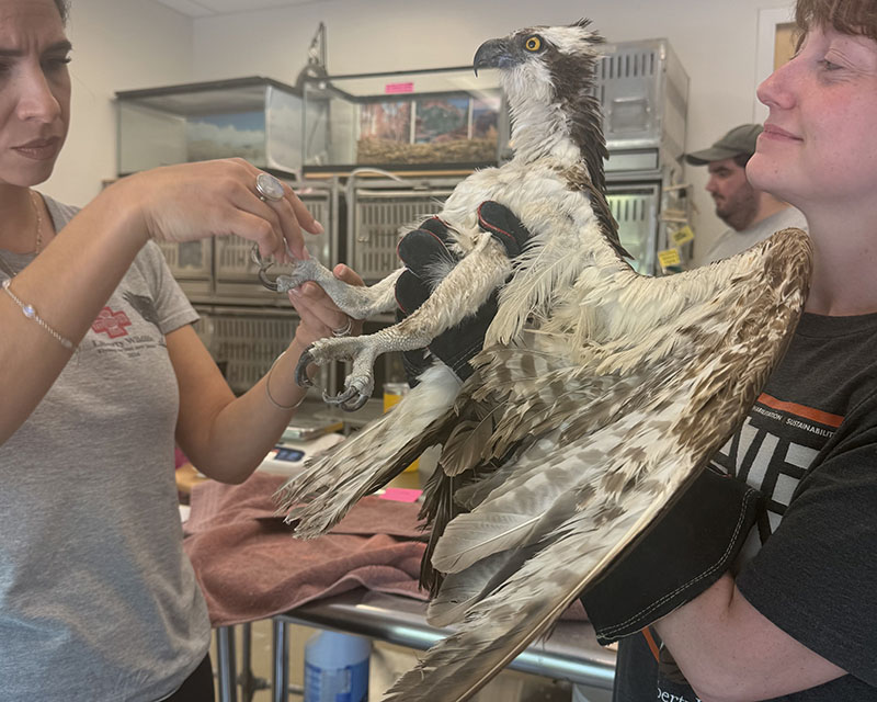 Medical service volunteers Amyra and Reilly assess an osprey. Reilly is holding the osprey while Amyra looks in between his talons for any signs of concern.
