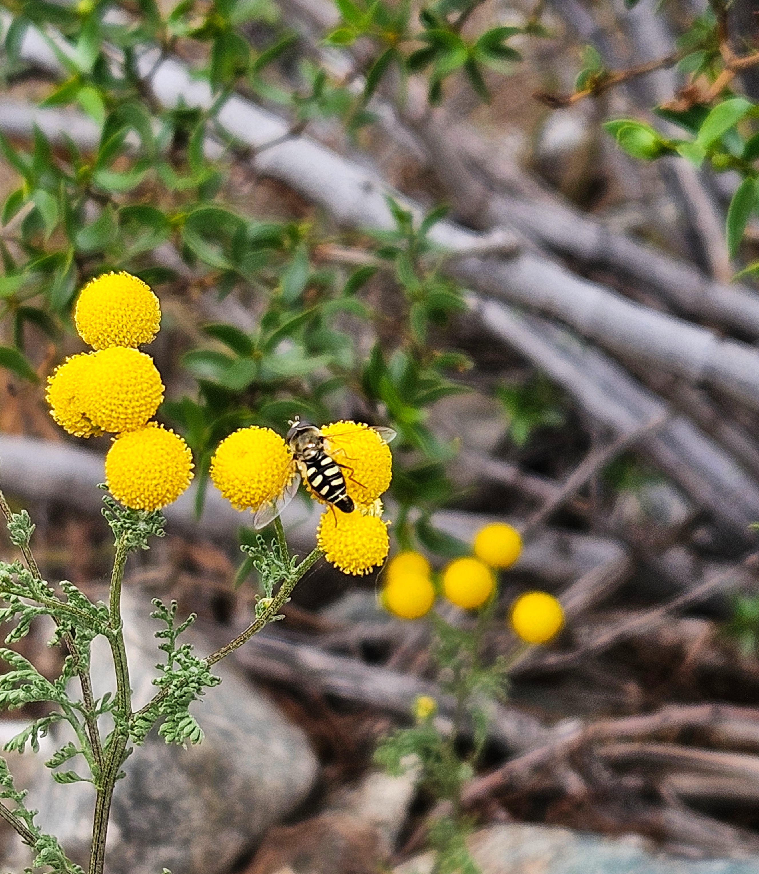 A closeup of Oncosiphon pilulifer inflorescences with a hoverfly sitting on one of them. Larrea tridentata (creosote) and plant litter are in the background.