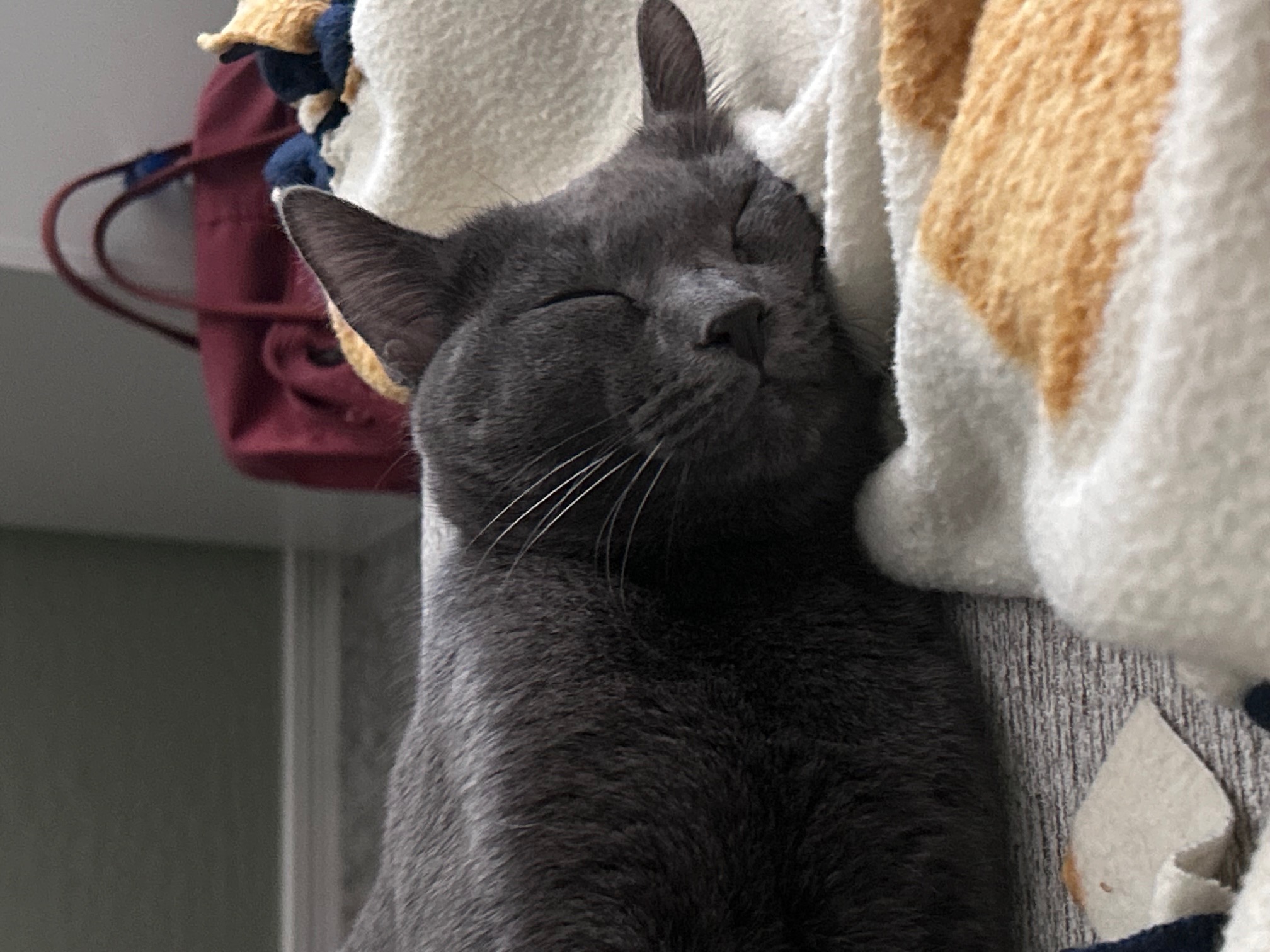 Lacey (Russian blue)