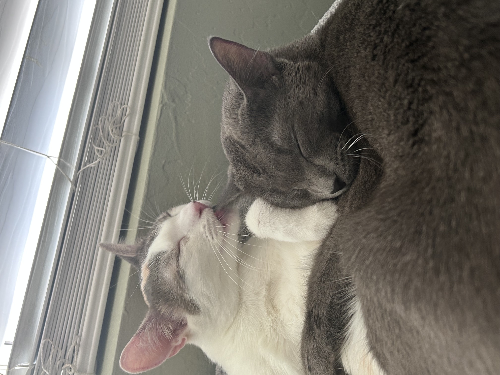 Trinity and Lacey