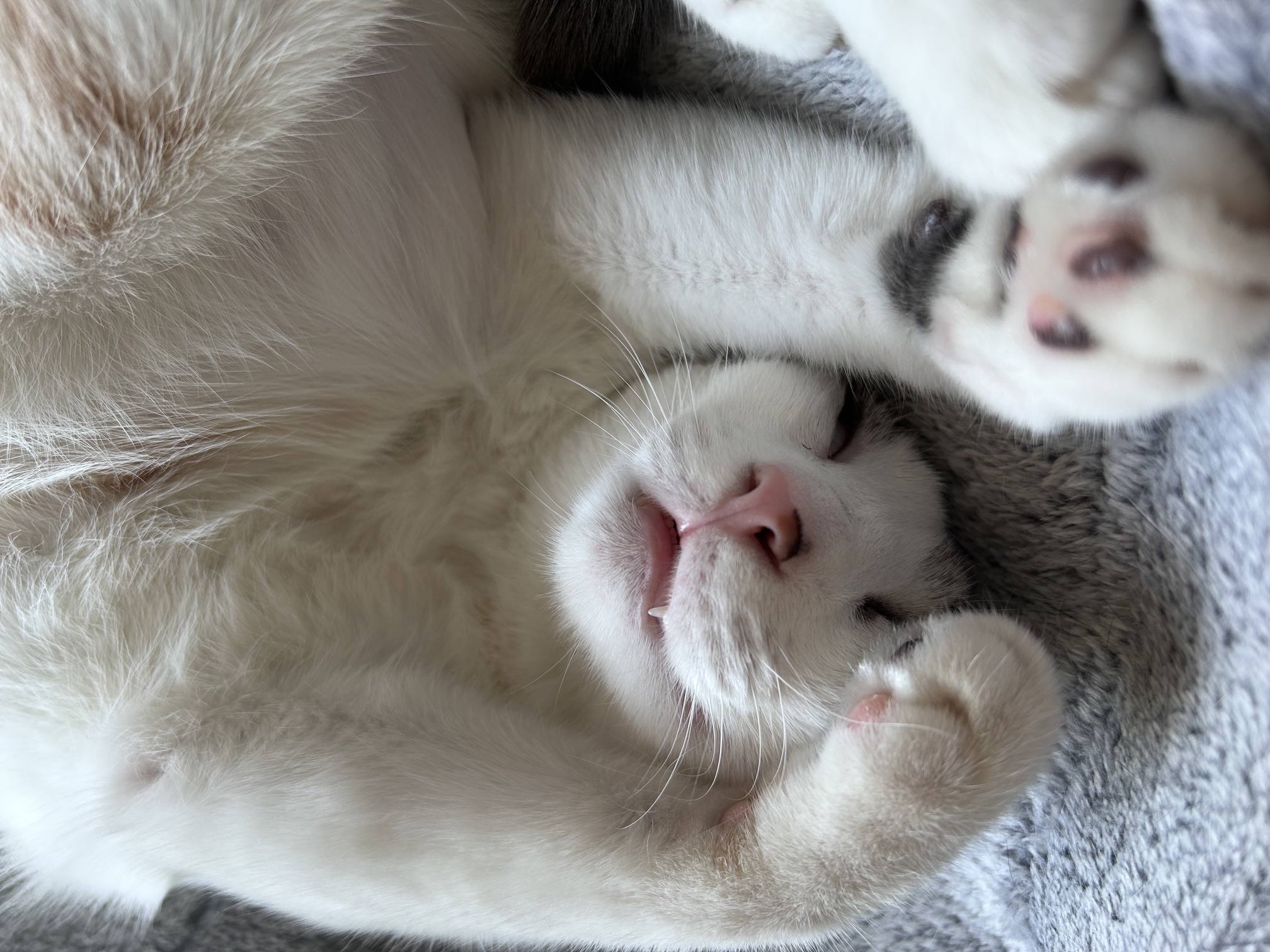 Trinity (Dilute calico)