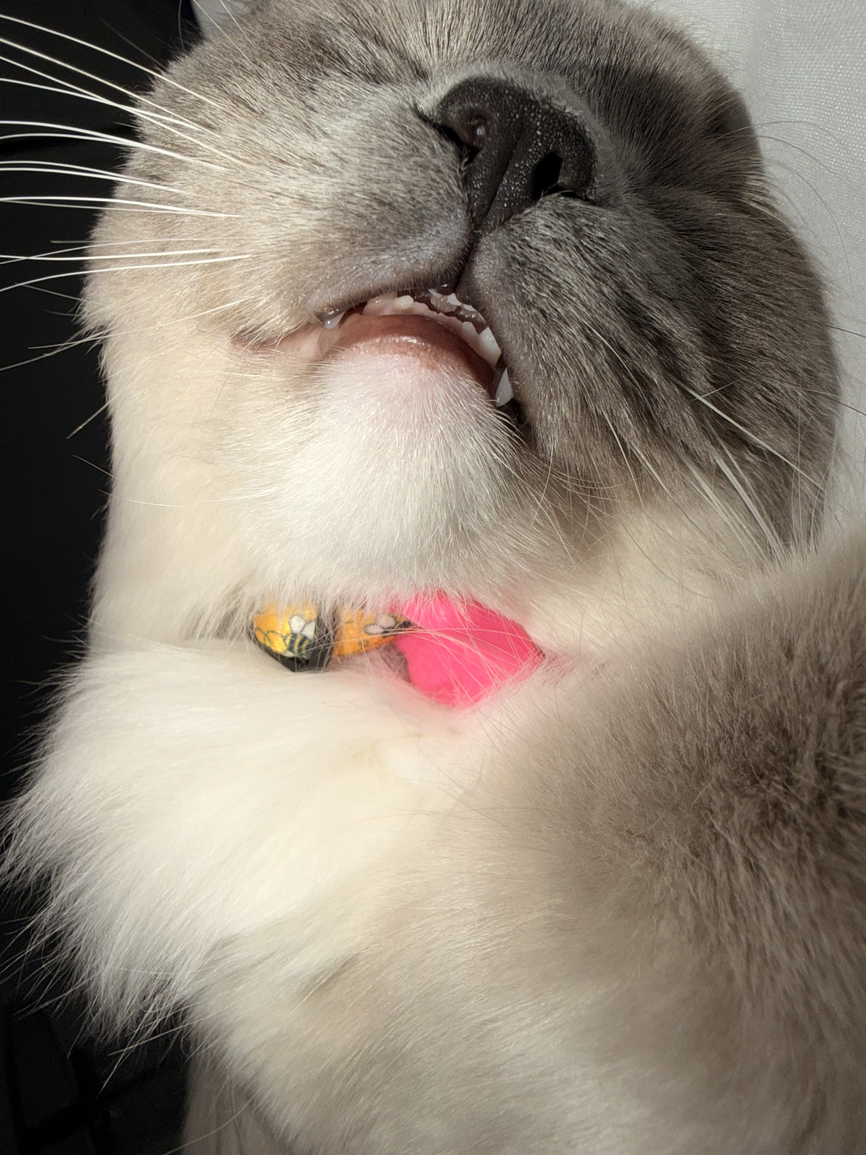 Lucy