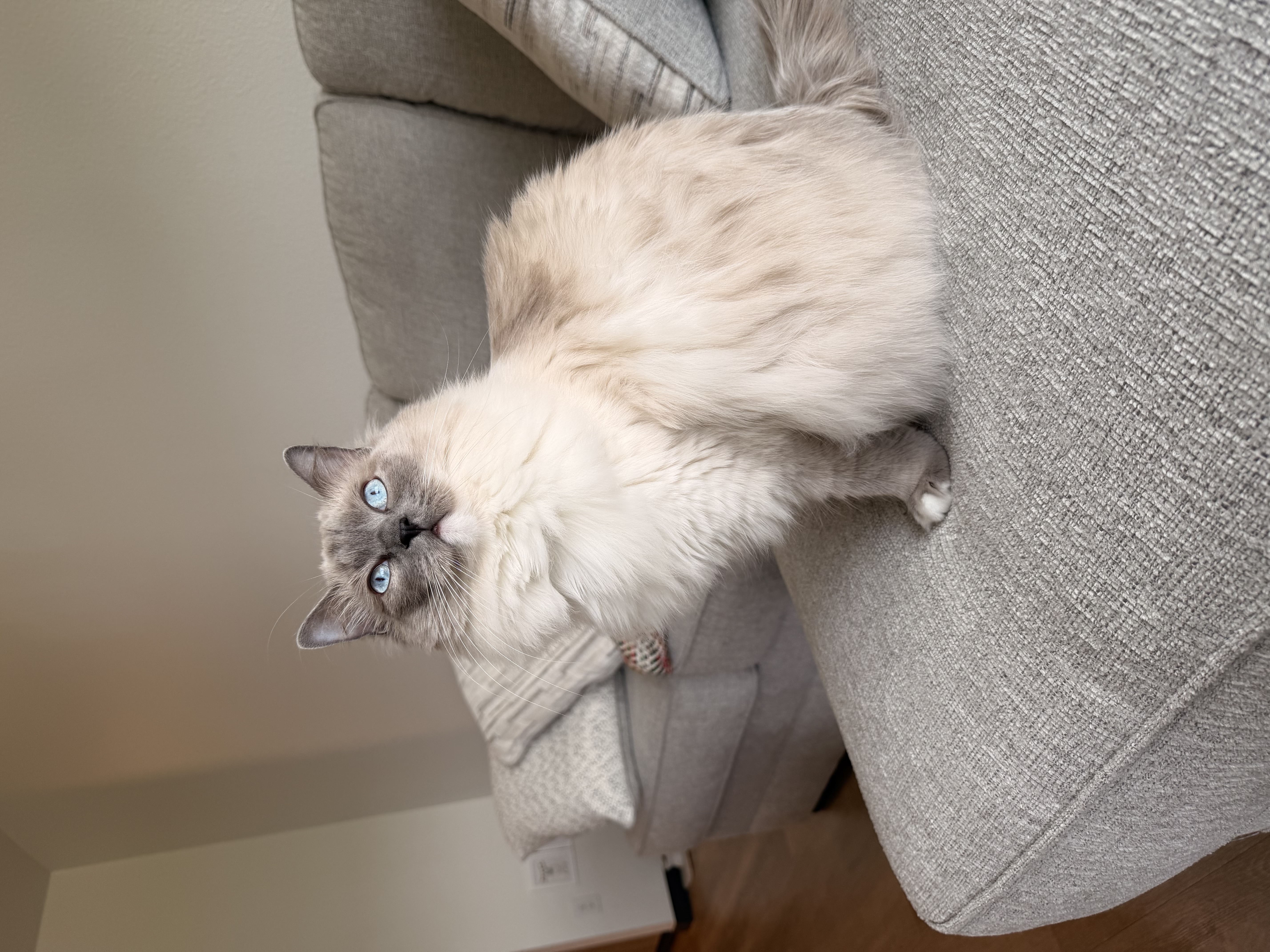 Chloe's cat, Lucy