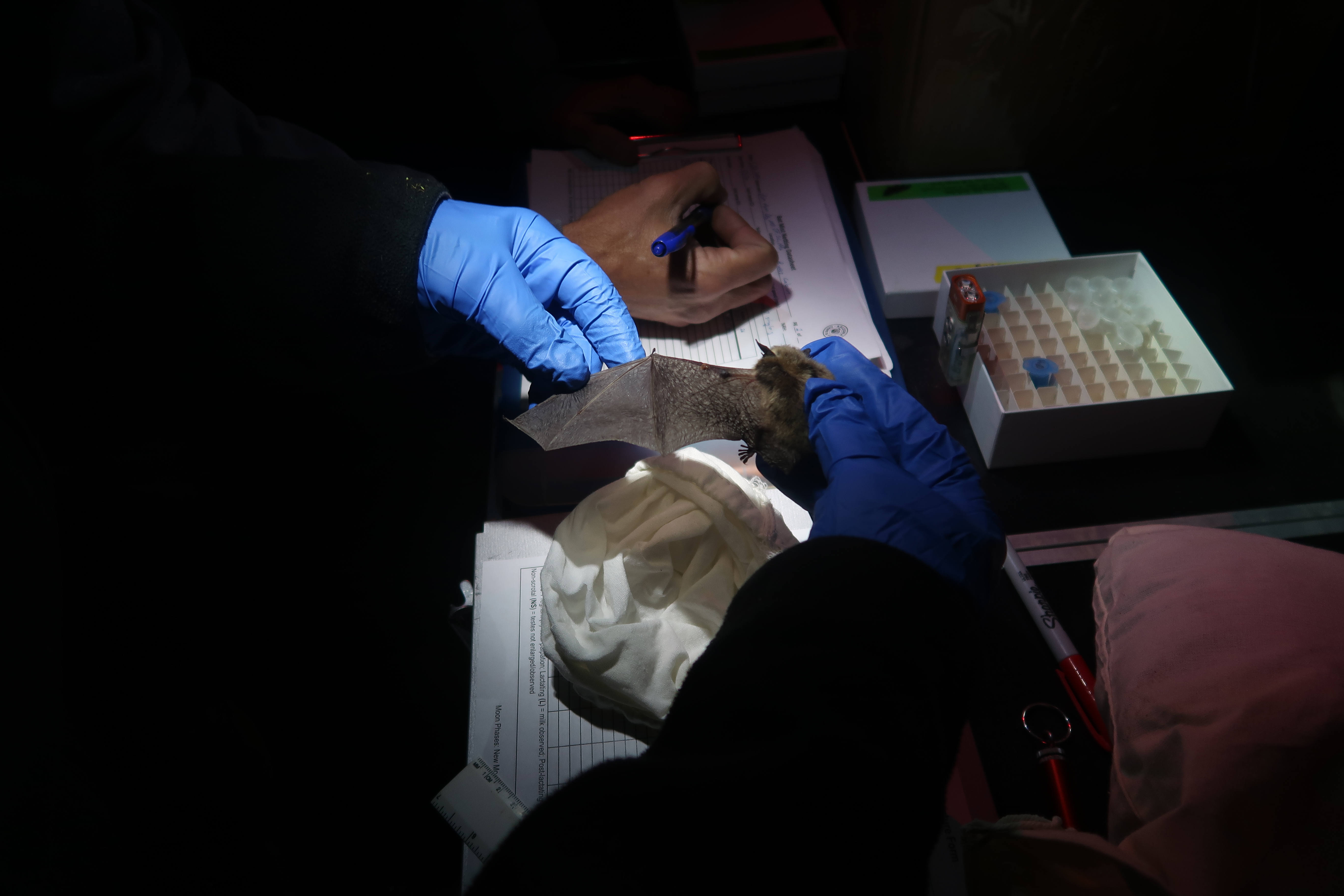A headlamp illuminates a small table covered in sample tubes and datasheets surrounded by pitch black. While someone writes in pen on a datasheet, someone else closer to the camera is using two gloved hands to hold a bat (Fringed Myotis) and examine her wing.